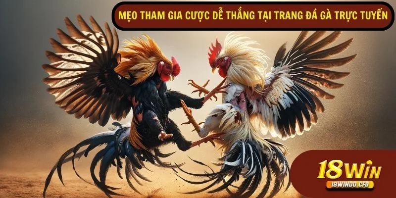 Trang web chọi gà uy tín tỷ lệ thắng cao