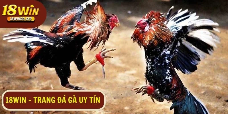 18Win - Trang đá gà uy tín dành cho mọi cược thủ