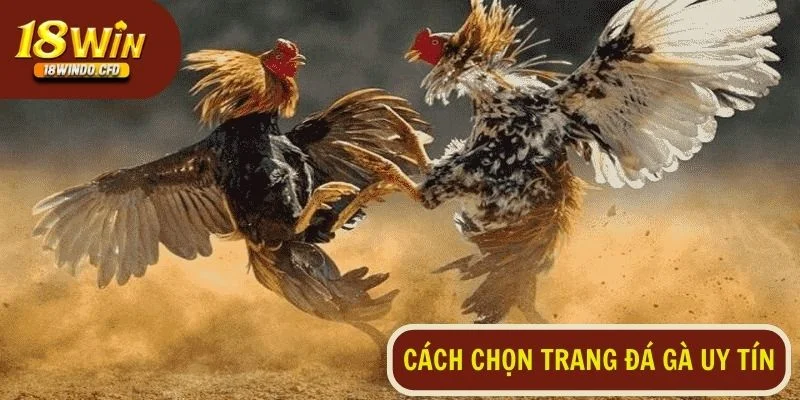 Trang web chọi gà uy tín tỷ lệ thắng cao