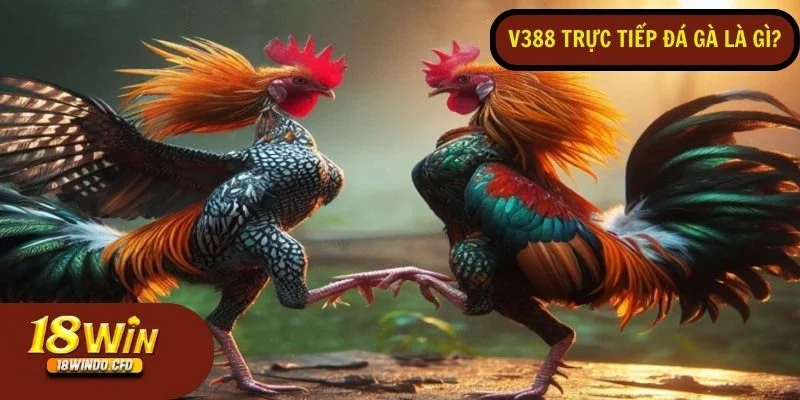 Đá gà trực tiếp V388 mang đến trải nghiệm xem mượt mà, hình ảnh sắc nét, và âm thanh sống động