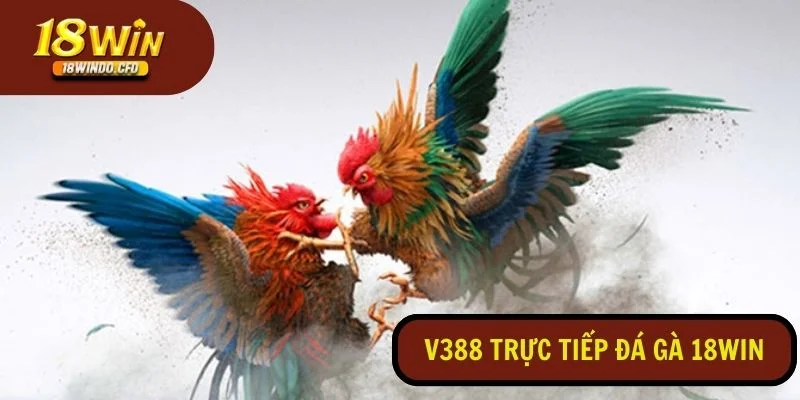 V388 đá gà trực tiếp 18Win